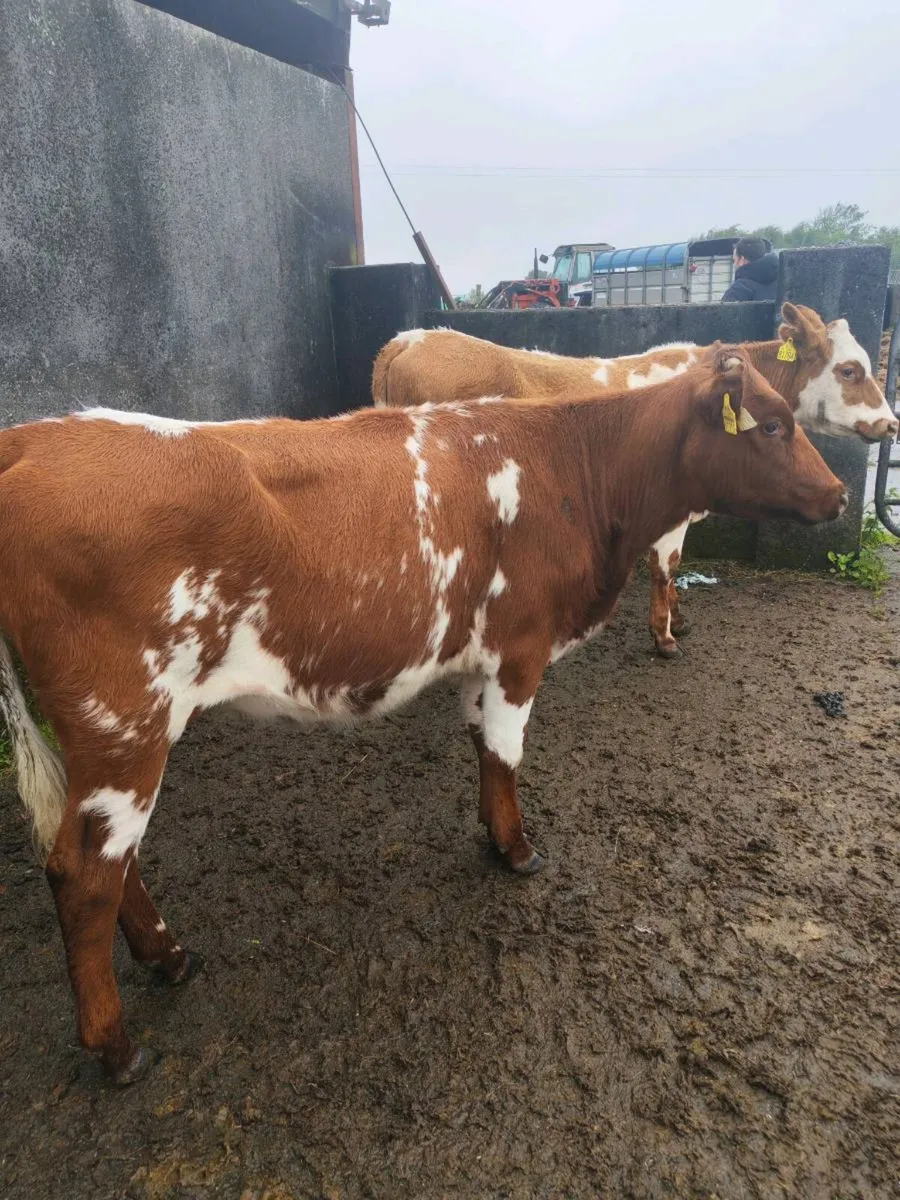 2 heifers - Image 3