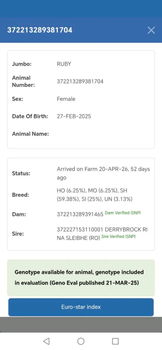 2 heifers - Image 4