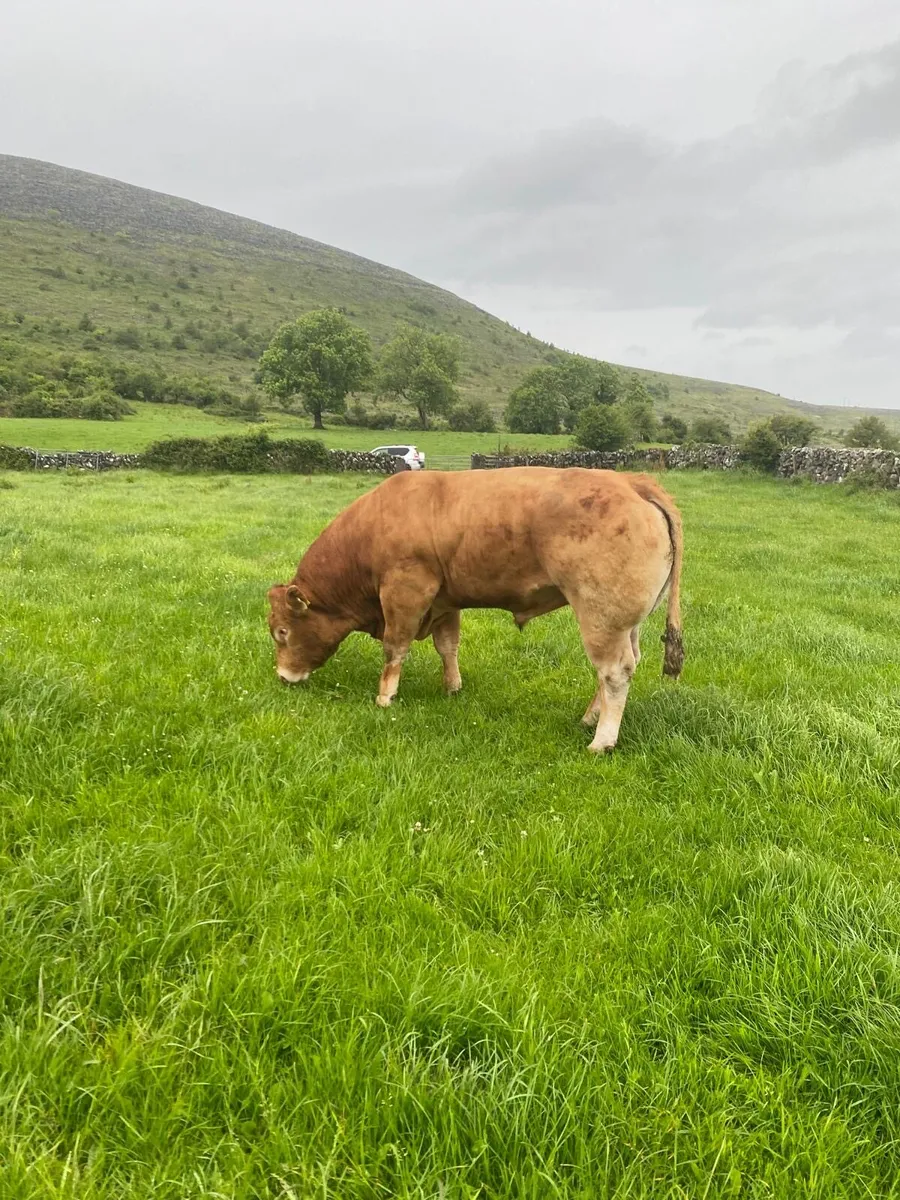 Limousin bull (Lexicon) - Image 1
