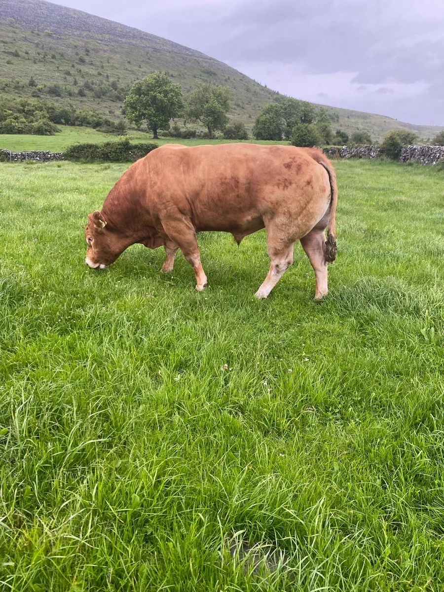 Limousin bull (Lexicon) - Image 2