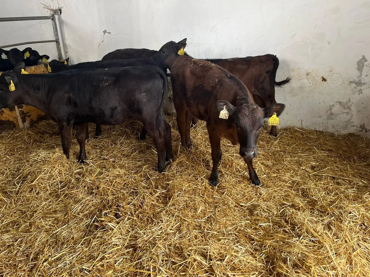 8 reared  grass calves - Image 3
