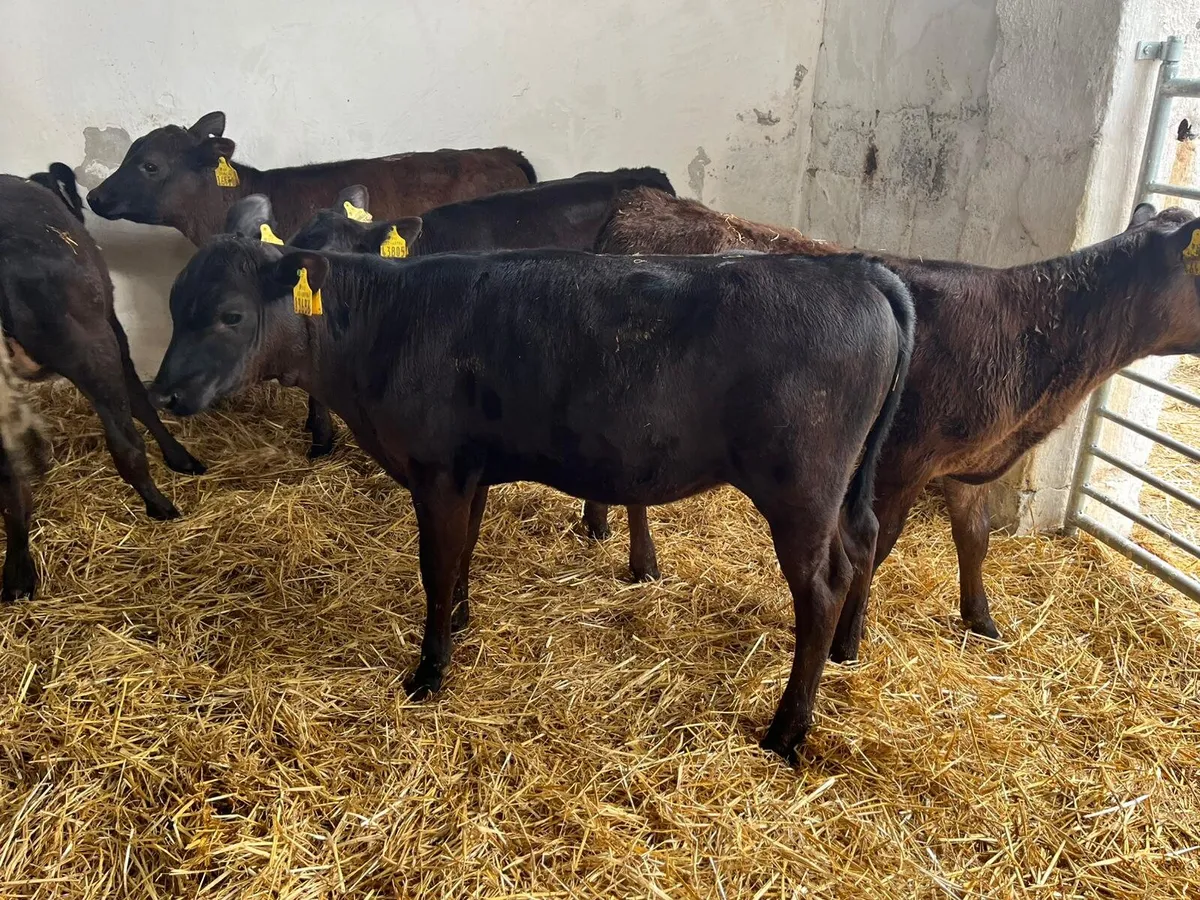 8 reared  grass calves - Image 1