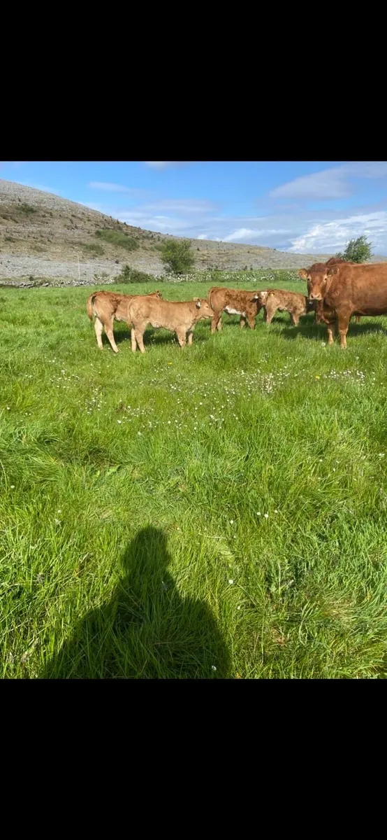 Limousin bull (Lexicon) - Image 3