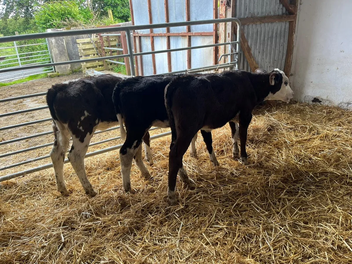 8 reared  grass calves - Image 4