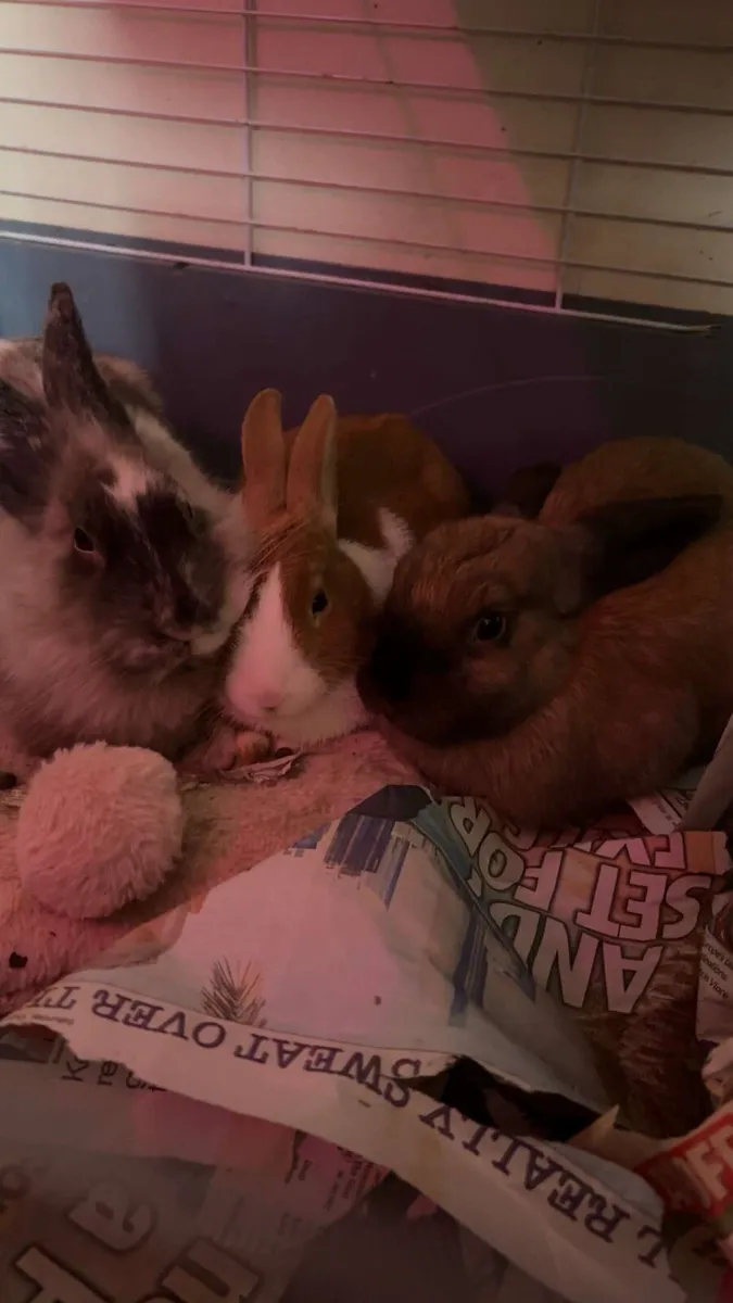 Rabbits