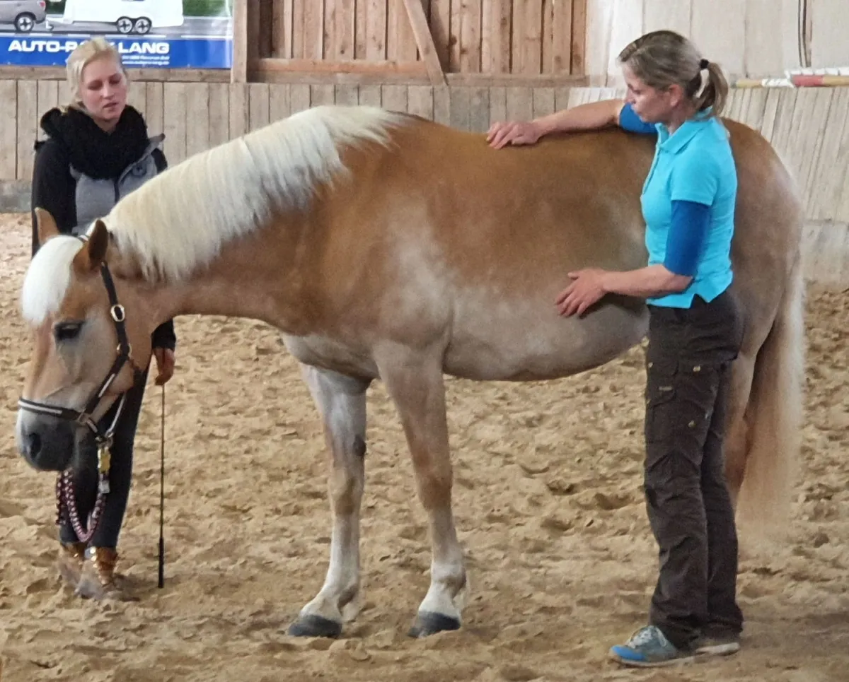 Acupressure & Massage for Horse Owners - Image 4