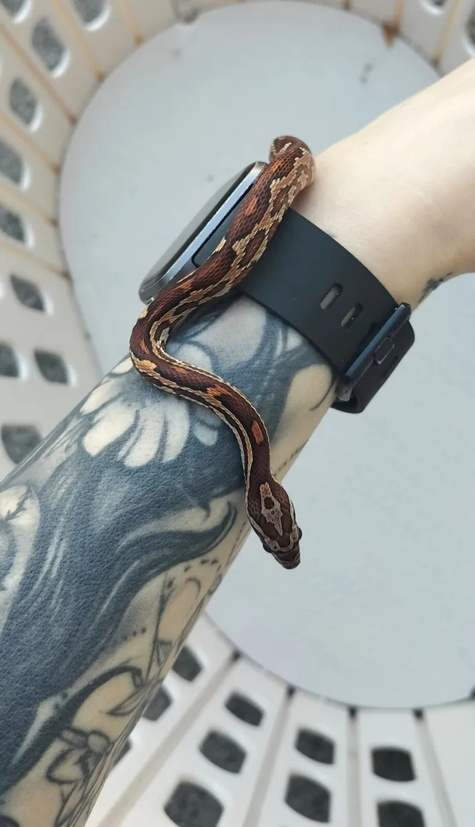 Corn snake - Image 1