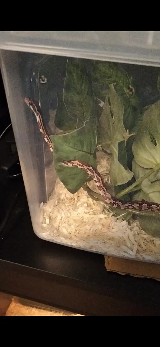 Corn snake - Image 2