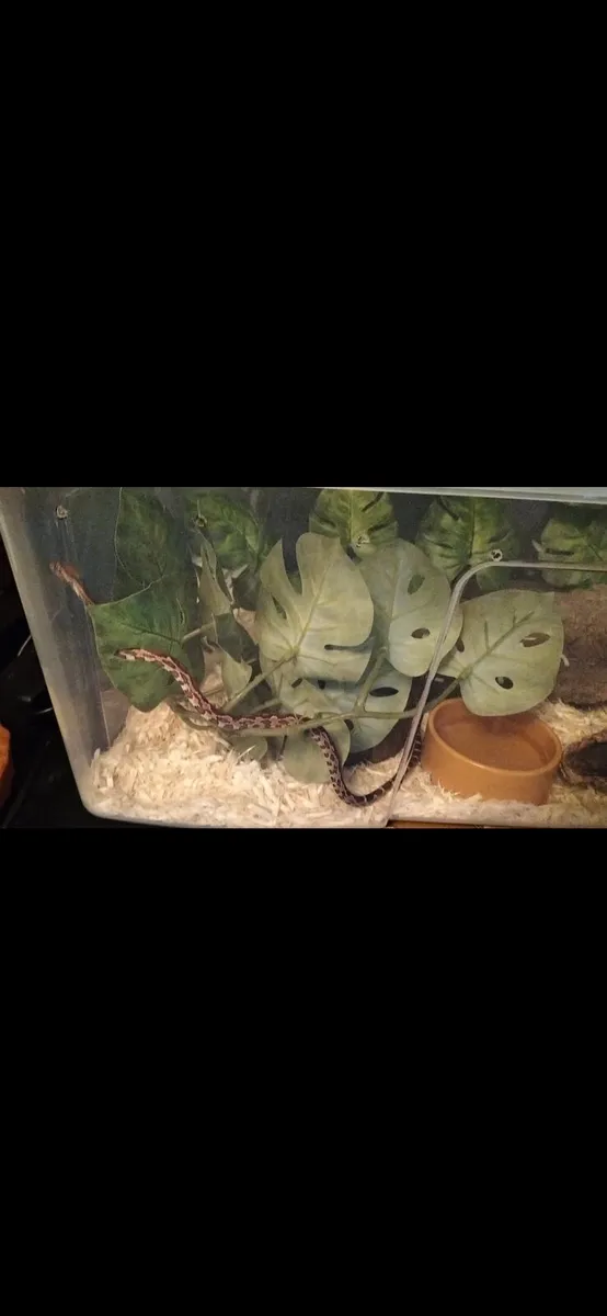 Corn snake - Image 3