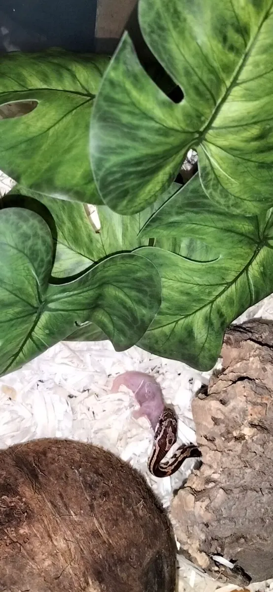 Corn snake - Image 4