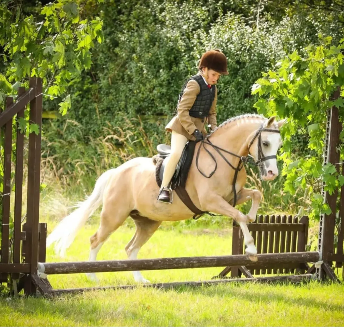 Section A First Ridden Pony - Image 4