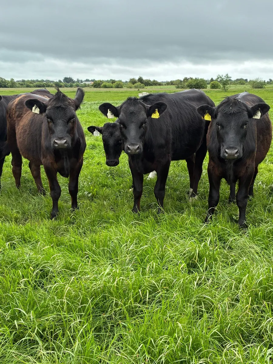 Angus heifers - Image 1