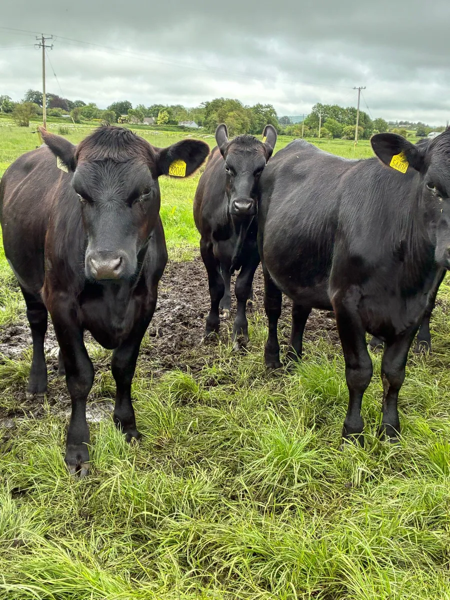 Angus heifers - Image 2