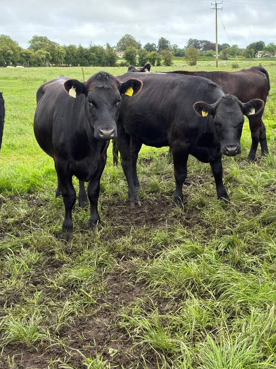 Angus heifers - Image 3