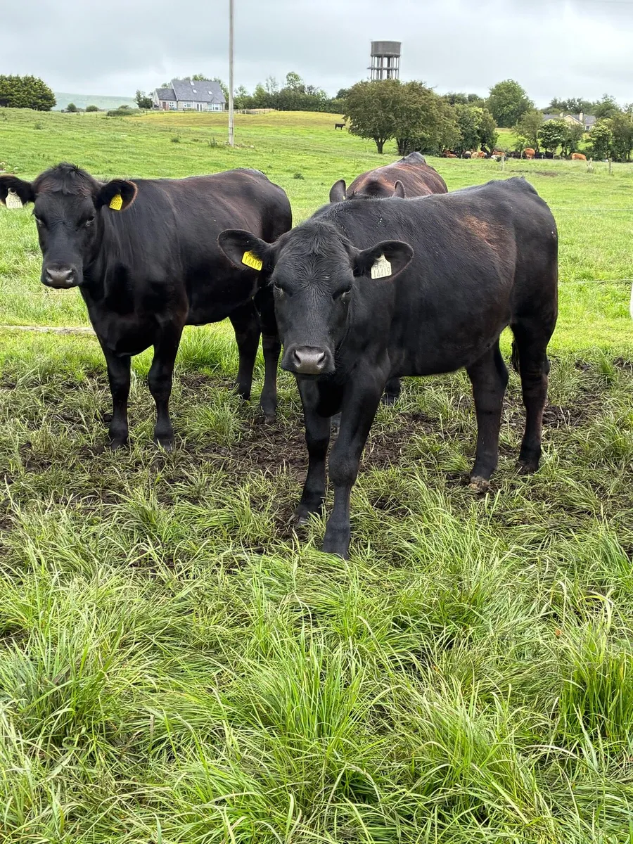 Angus heifers - Image 4