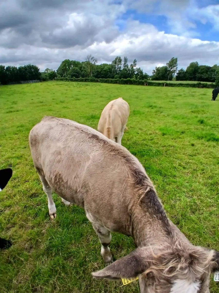 AI Bred Charolais Heifers - Image 1