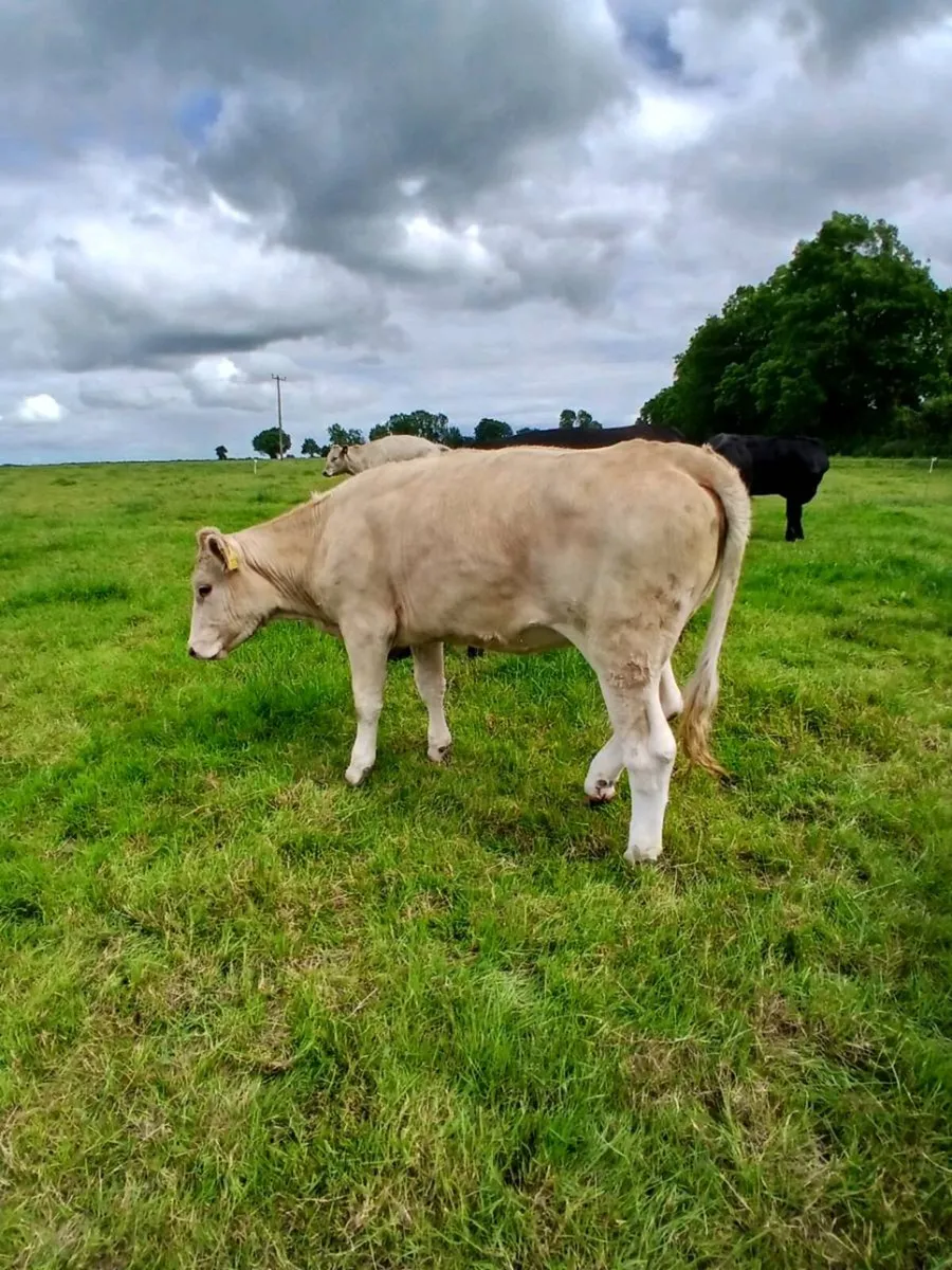 AI Bred Charolais Heifers - Image 2