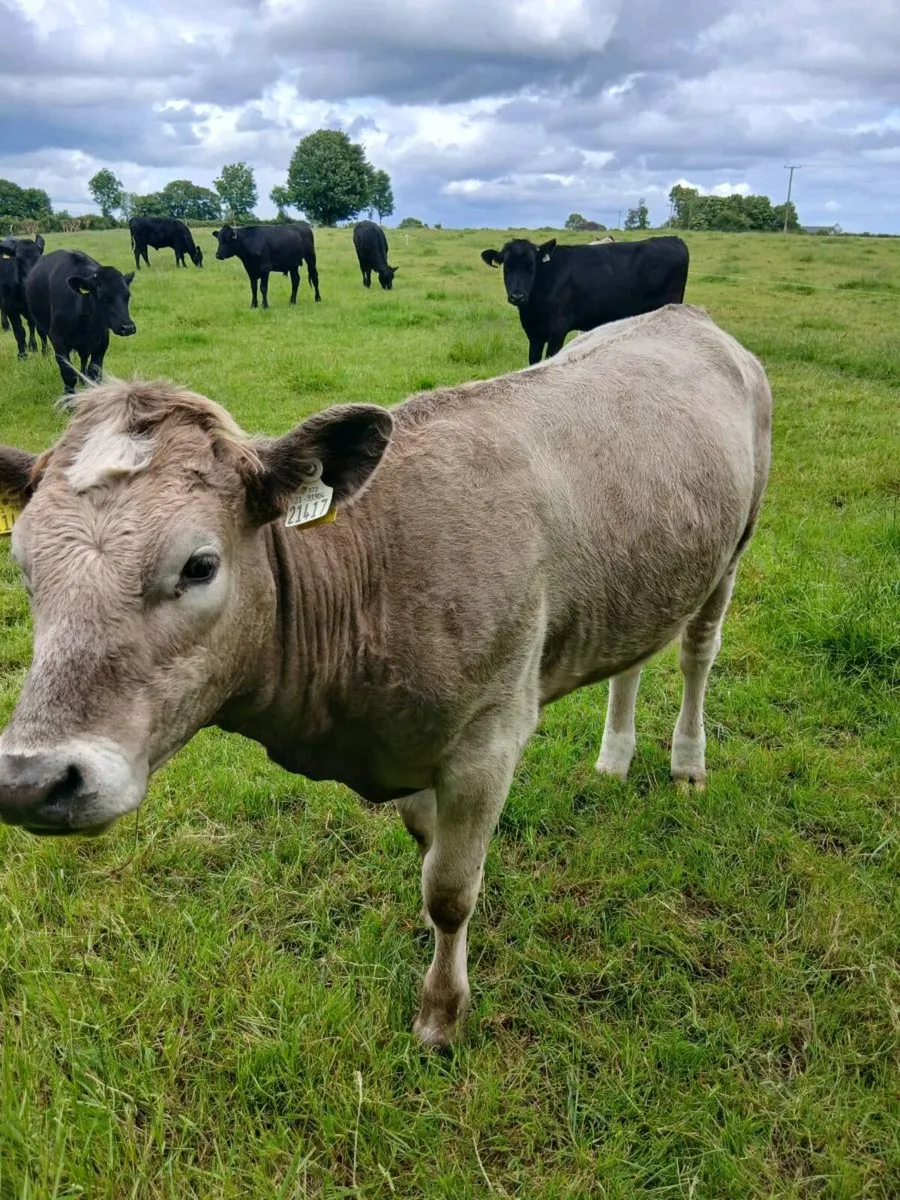 AI Bred Charolais Heifers - Image 3