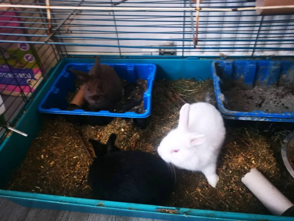 Rabbits