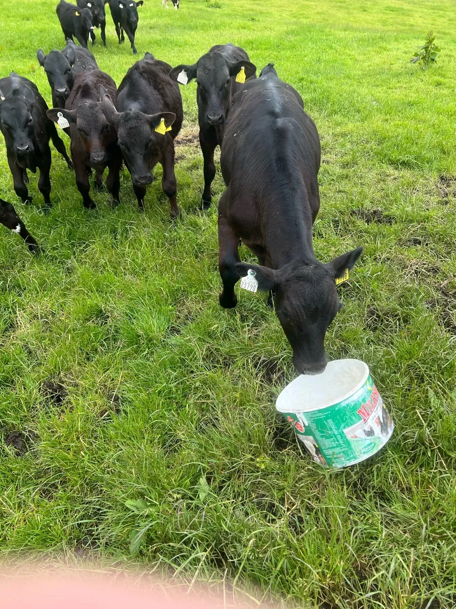 Follow the bucket - Image 1