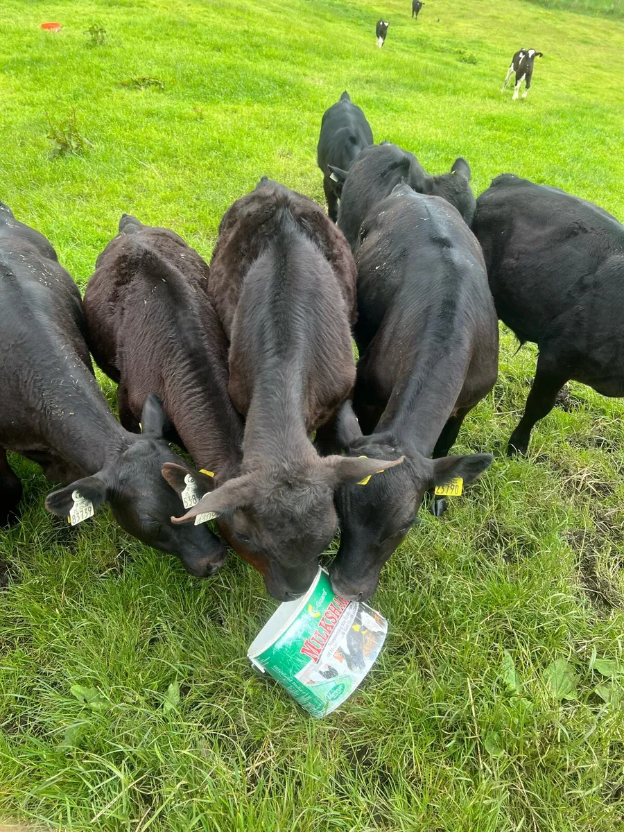 Follow the bucket - Image 2