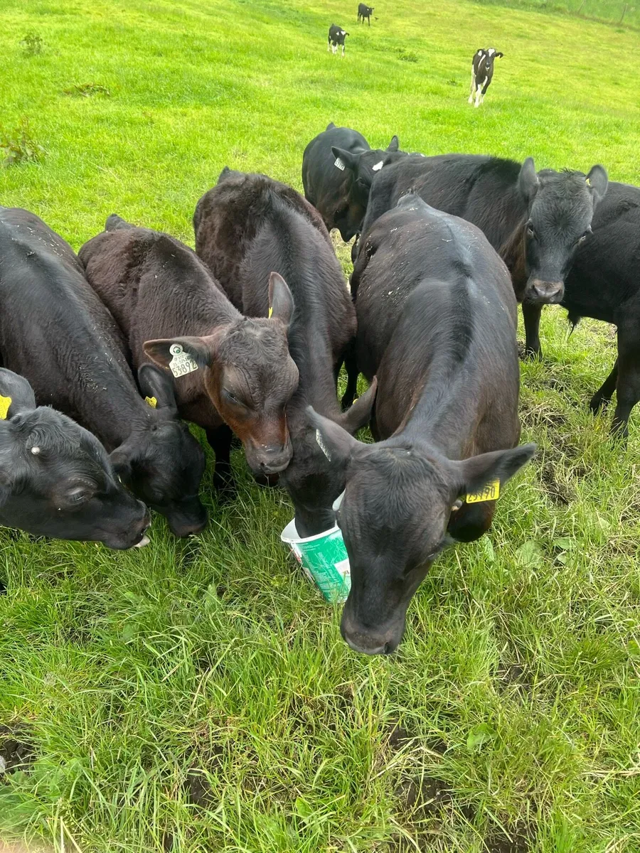 Follow the bucket - Image 4