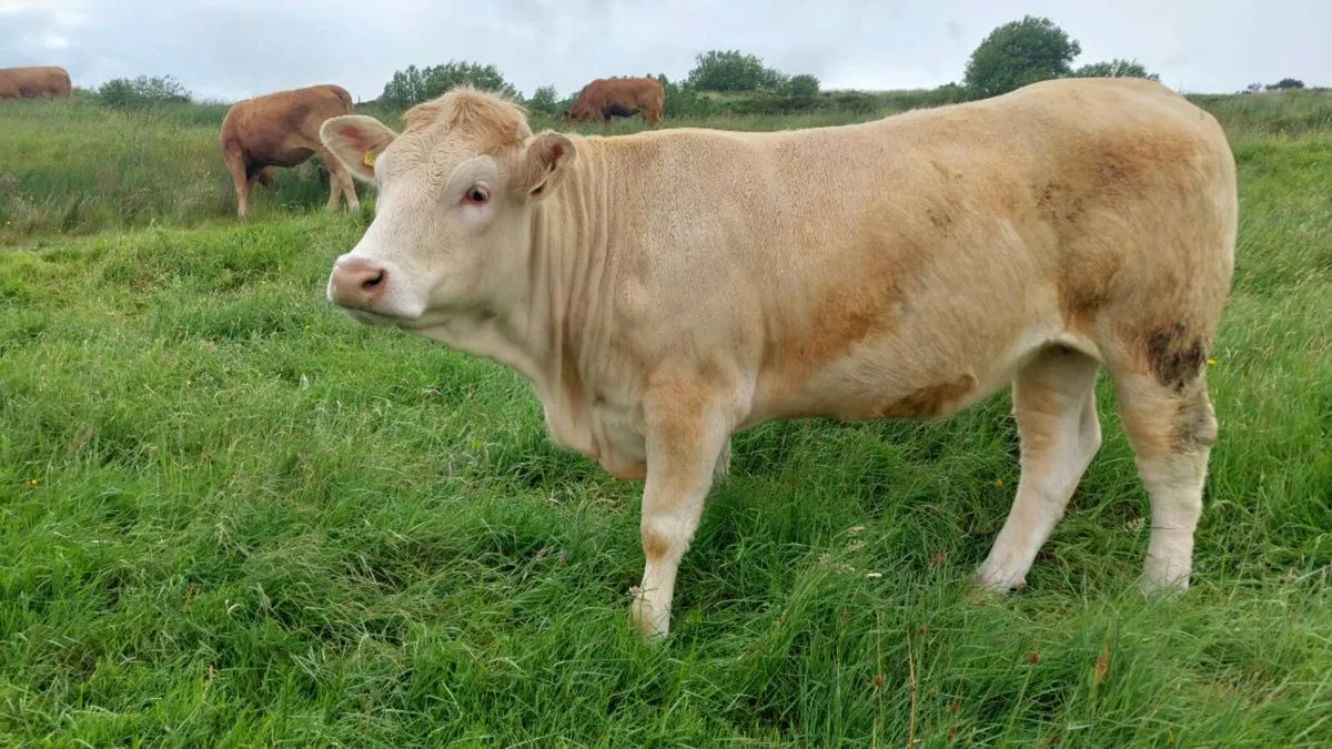 Hefirs - Image 1