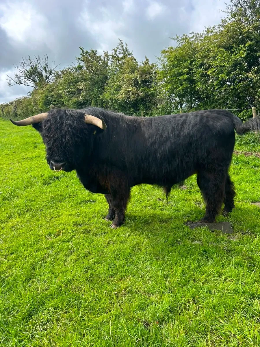 Highland Bull - Image 1