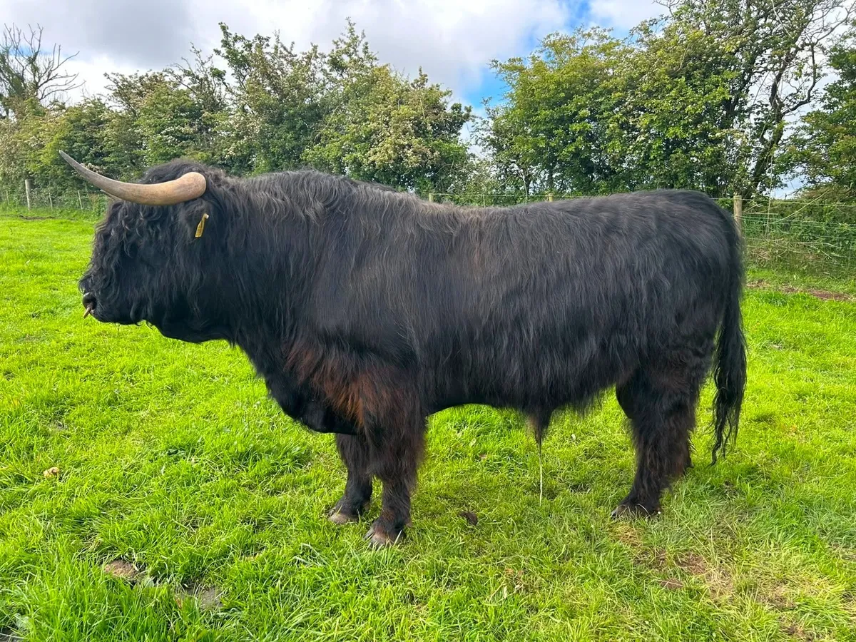 Highland Bull - Image 2
