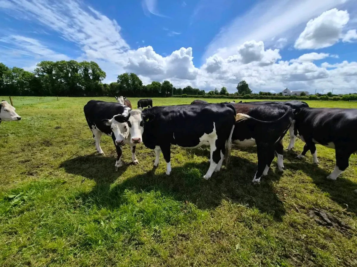 10no 4 & 5 star In-calf heifers for sale - Image 3