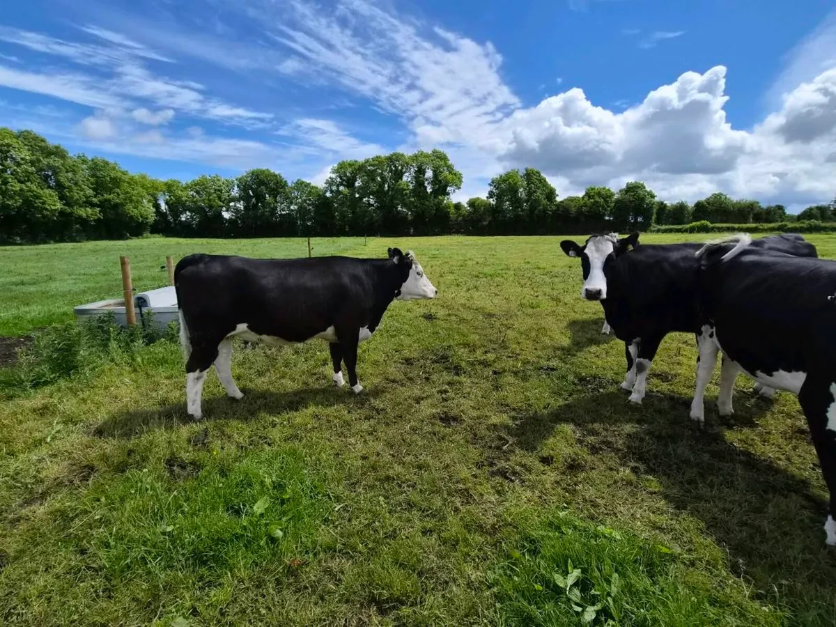 10no 4 & 5 star In-calf heifers for sale - Image 4