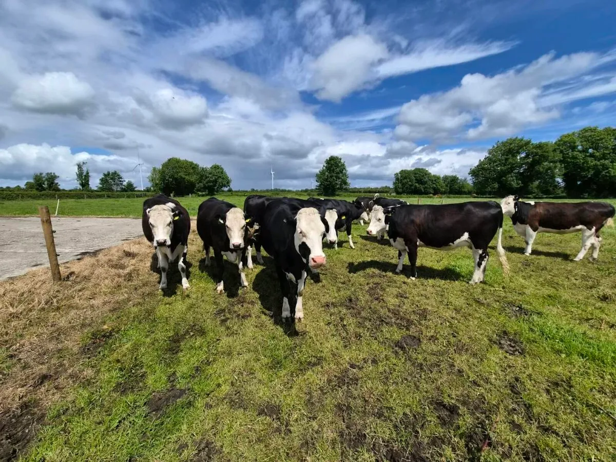 10no 4 & 5 star In-calf heifers for sale - Image 1