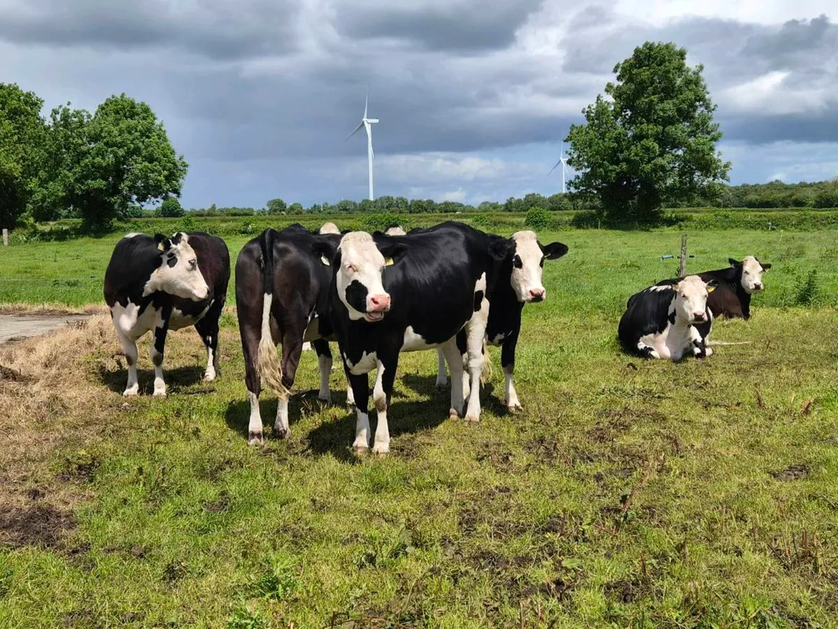 10no 4 & 5 star In-calf heifers for sale - Image 2