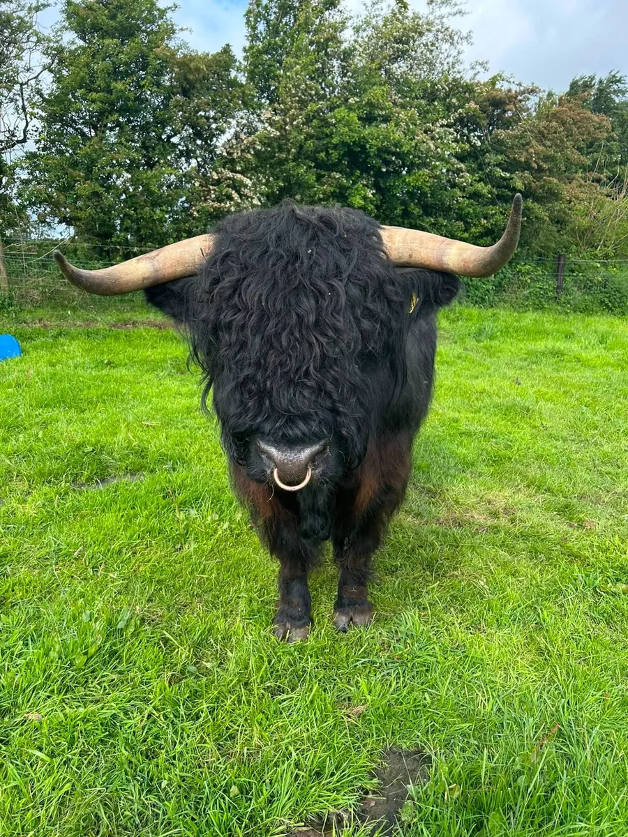 Highland Bull - Image 3