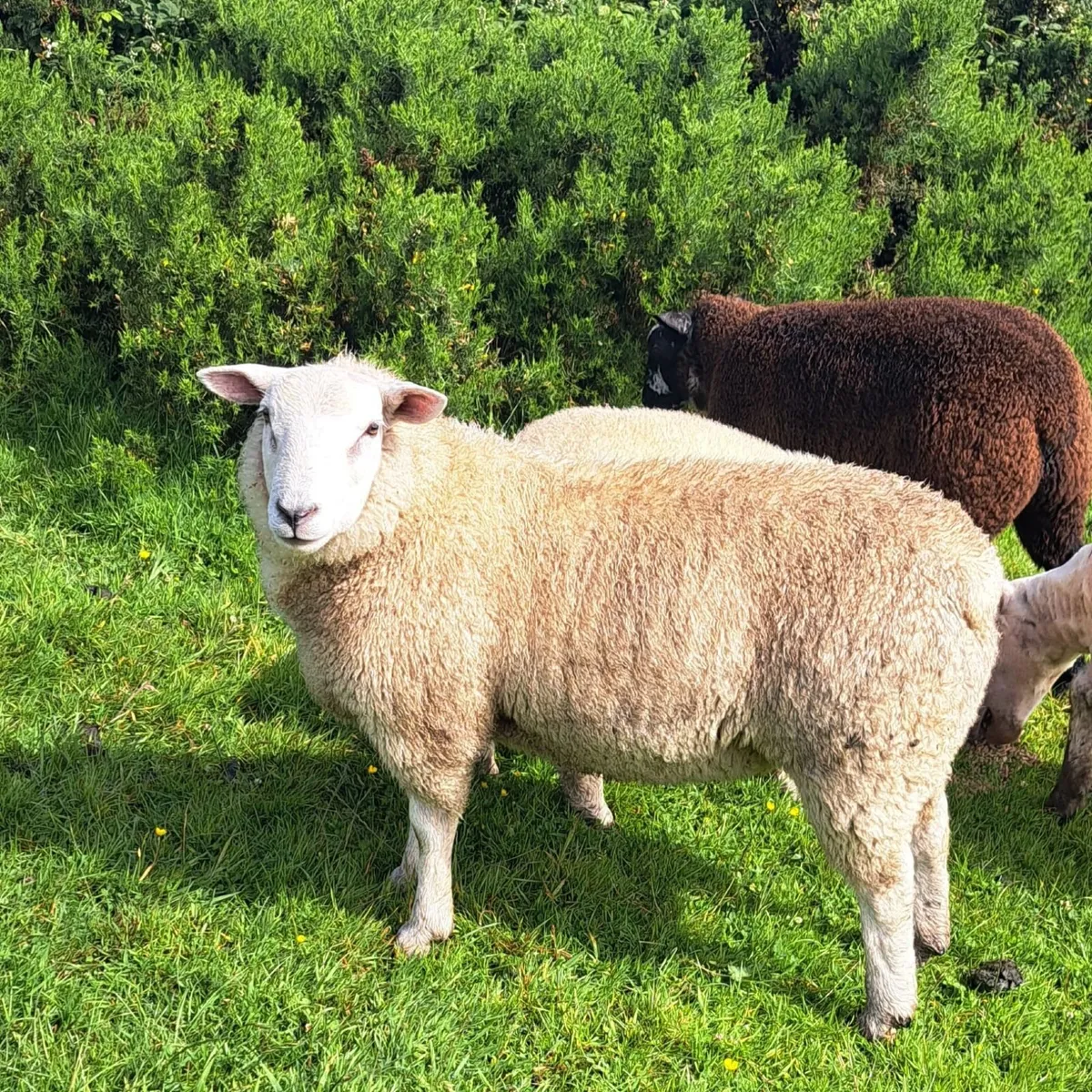 Ram lamb - Image 1