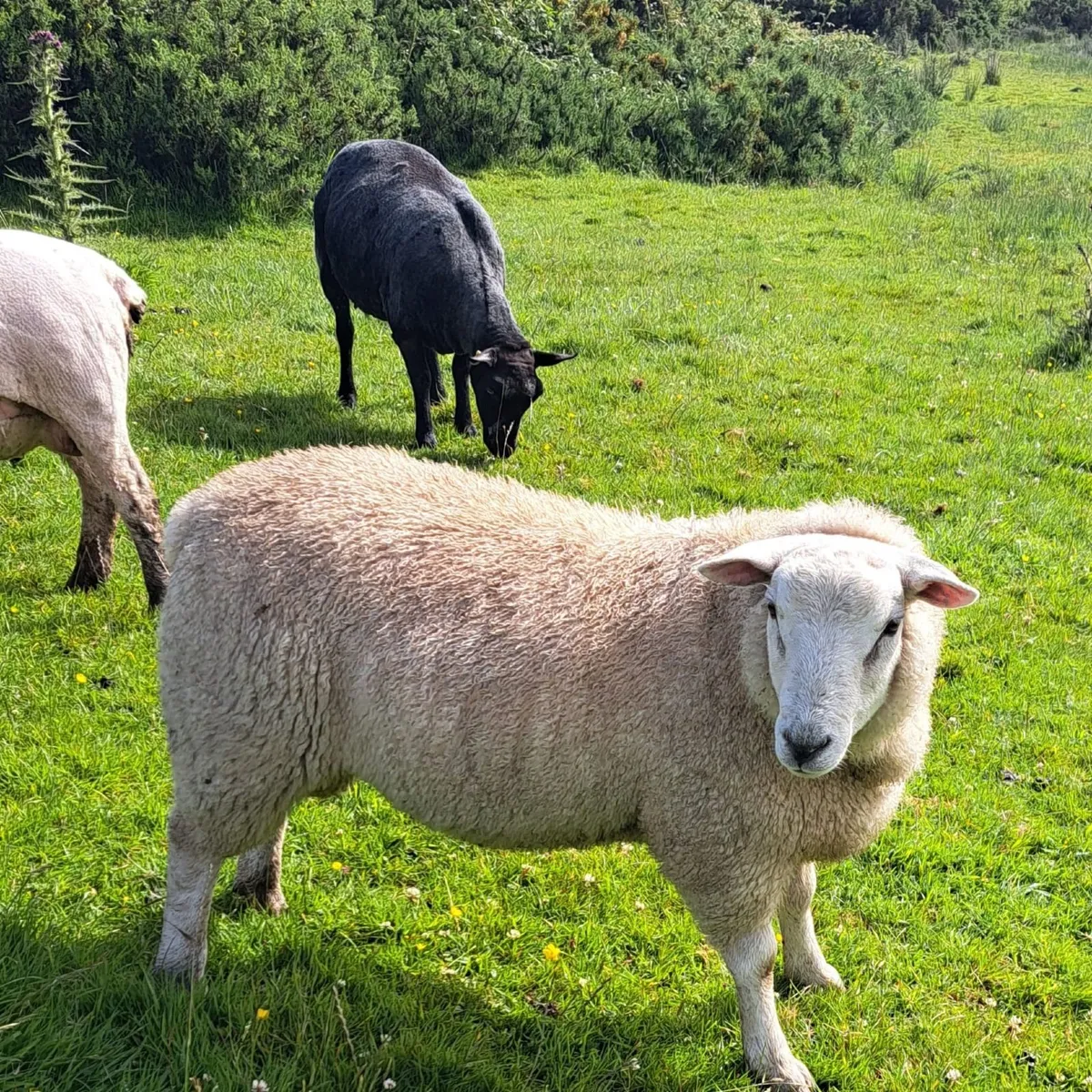 Ram lamb - Image 2