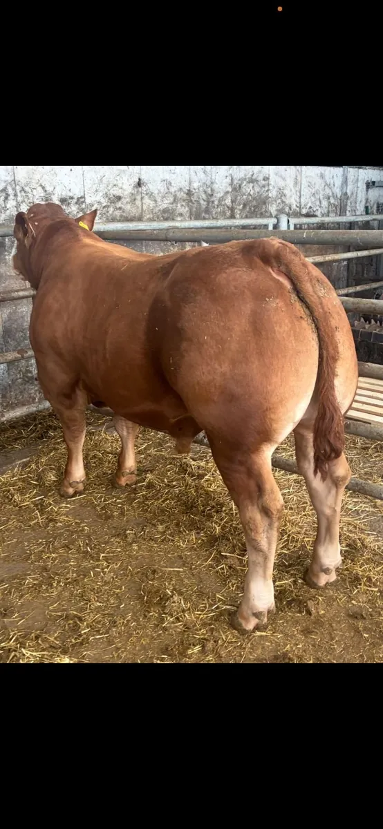 PBR Limousin bull - Image 2