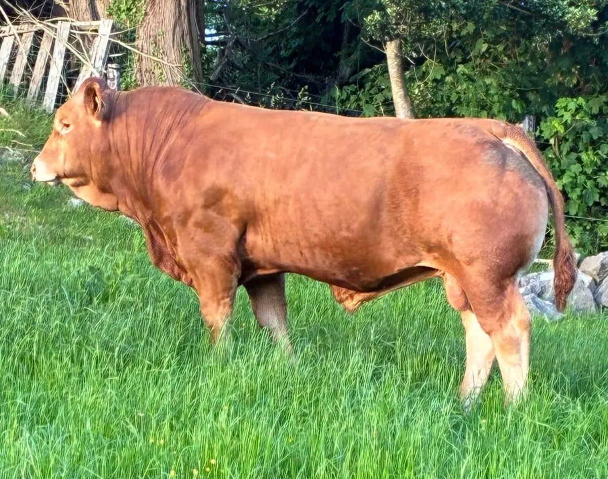 PBR Limousin bull - Image 1