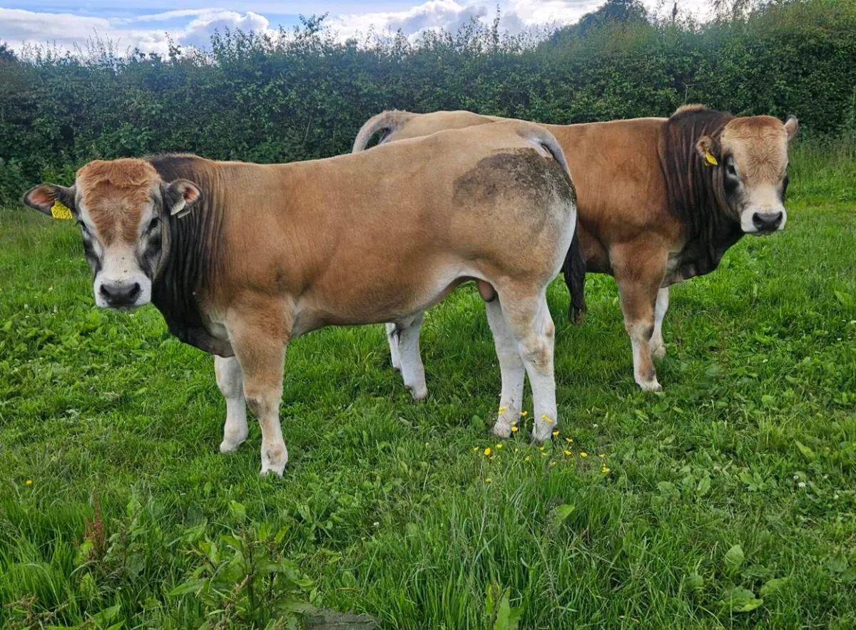Parthenaise bull - Image 2