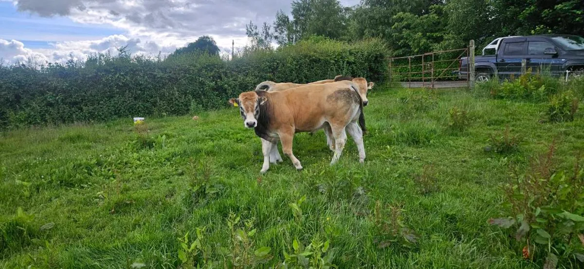 Parthenaise bull - Image 3