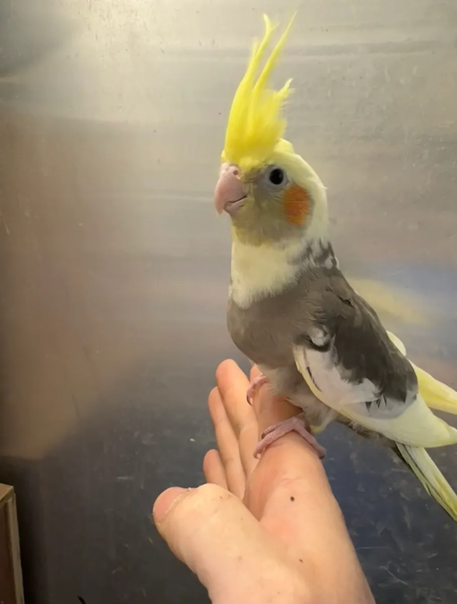 Hand reared baby cockatiels available now - Image 1