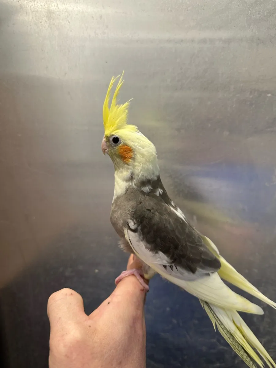 Hand reared baby cockatiels available now - Image 2