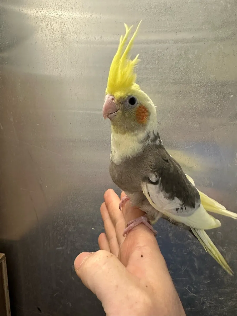 Hand reared baby cockatiels available now - Image 3