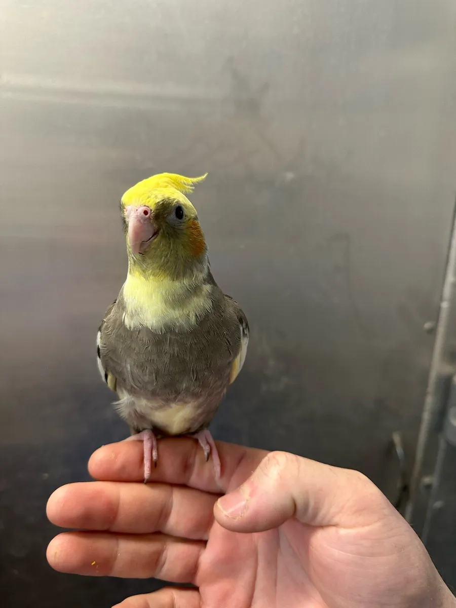 Hand reared baby cockatiels available now - Image 4