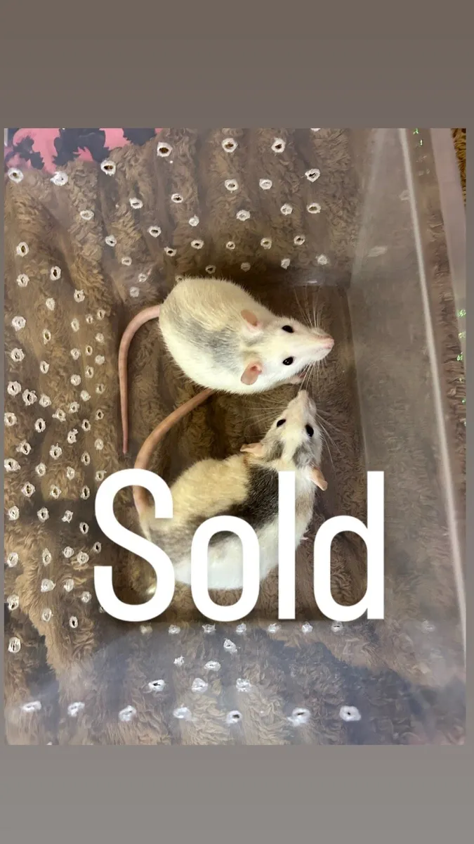 4 Dumbo Fancy Rats (can go pair of 2) - Image 1