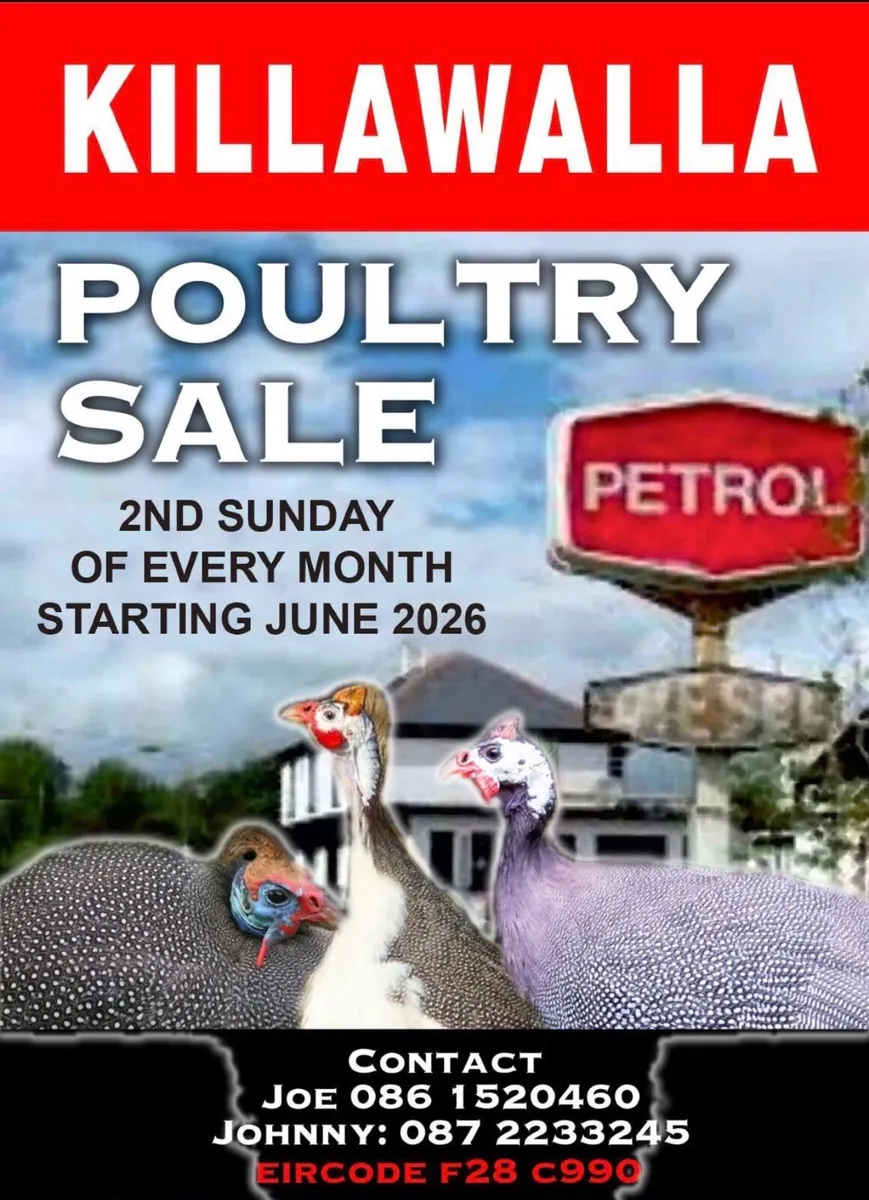 Poultry