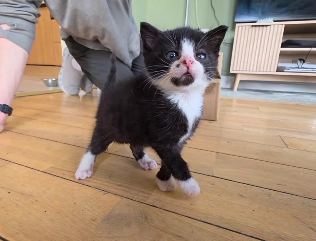 Kittens - Image 3