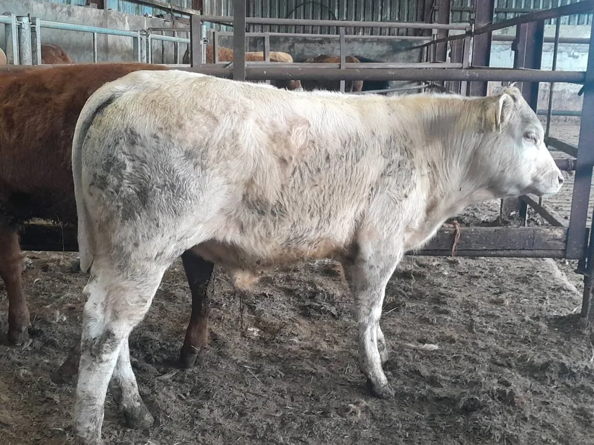 2 Smashing Suckler bred bull Weanlings - Image 1