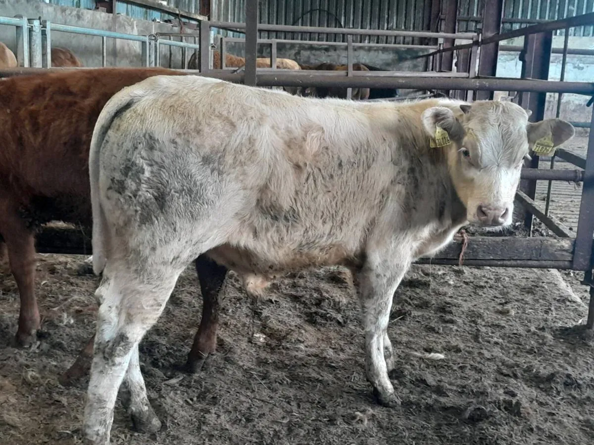 2 Smashing Suckler bred bull Weanlings - Image 2