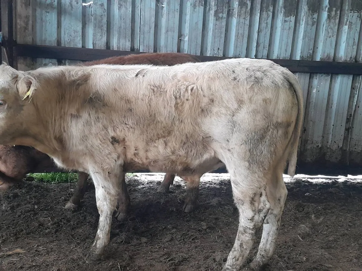 2 Smashing Suckler bred bull Weanlings - Image 3